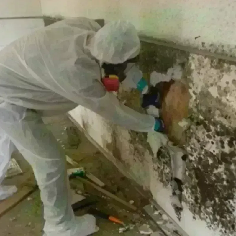 Mold Remediation and Removal in Bristol, WI